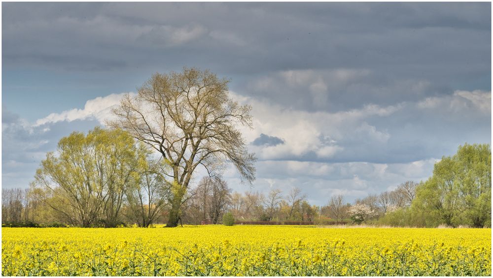 dunkel Wolken überm Raps