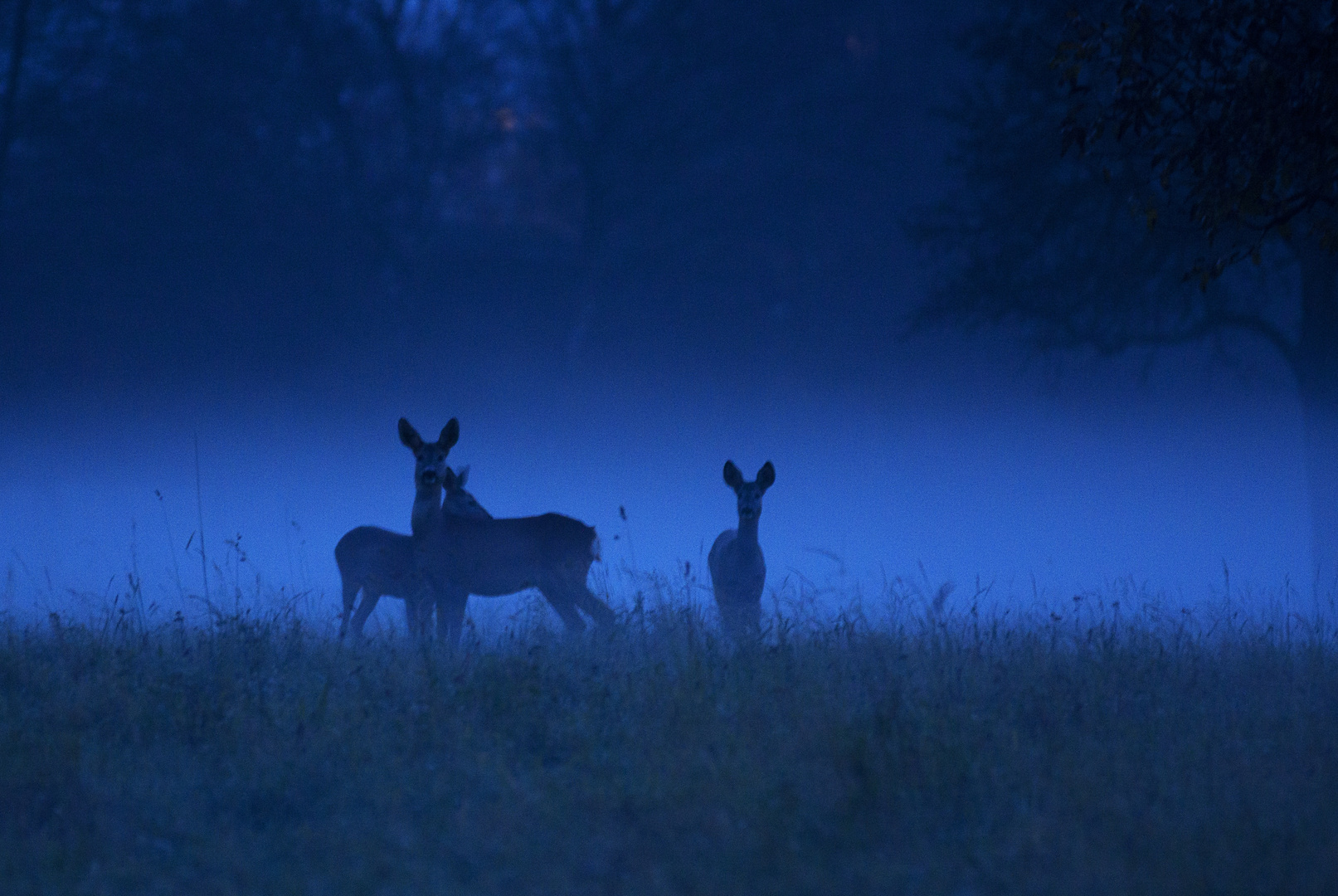 Dunkelblaue Stunde