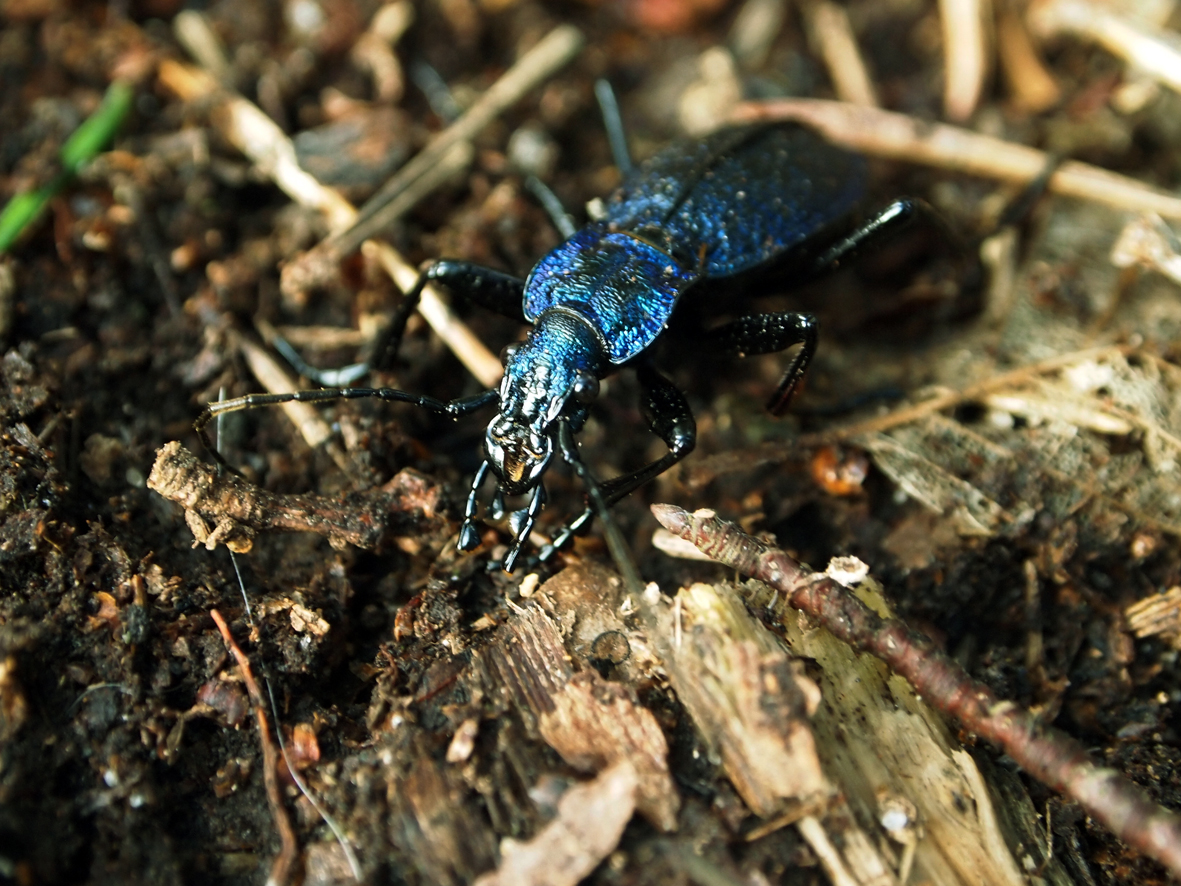 Dunkelblauer Laufkäfer Carabus Intricatus