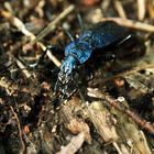 Dunkelblauer Laufkäfer Carabus Intricatus