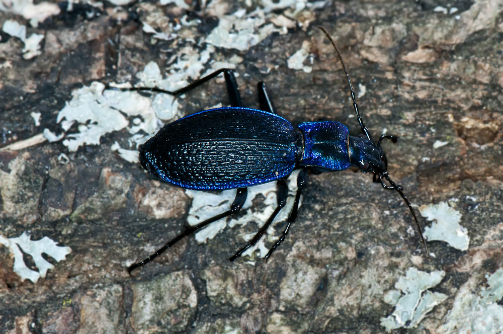 Dunkelblauer Laufkäfer