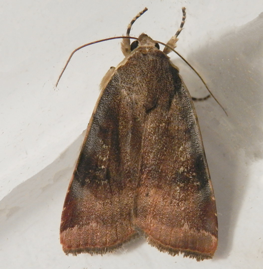 Dunkelbraune Bandeule (Noctua janthina)