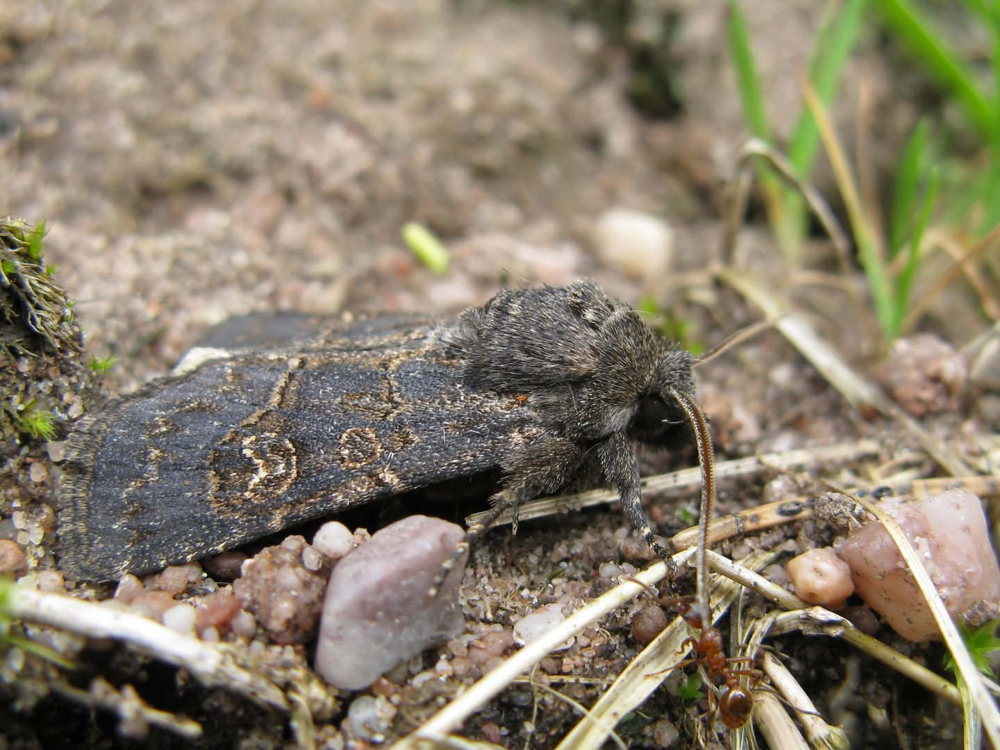 Dunkelbraune Lolcheule (Tholera cespitis)