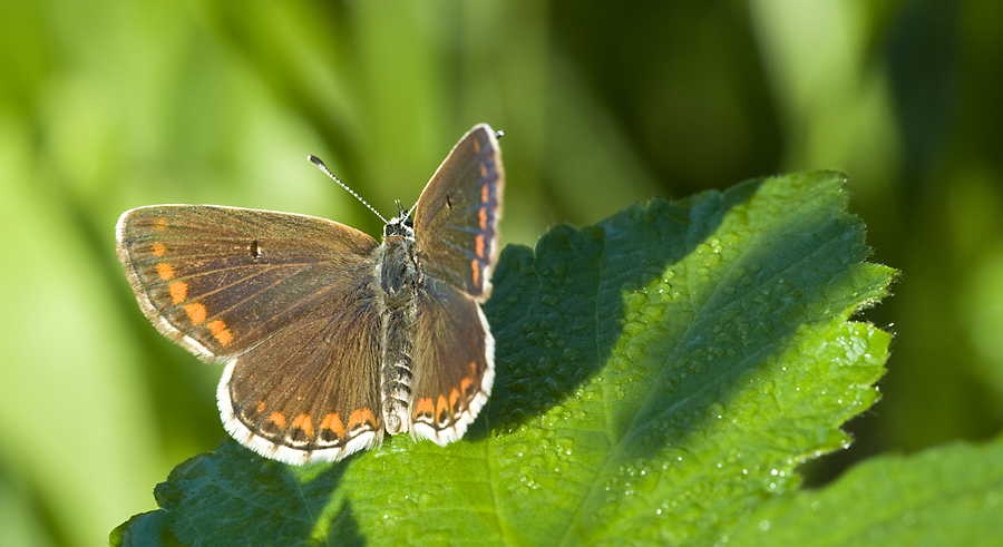 Dunkelbrauner, auch Kleiner Sonnenröschen-Bläuling (Aricia agestis)