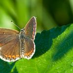 Dunkelbrauner, auch Kleiner Sonnenröschen-Bläuling (Aricia agestis)