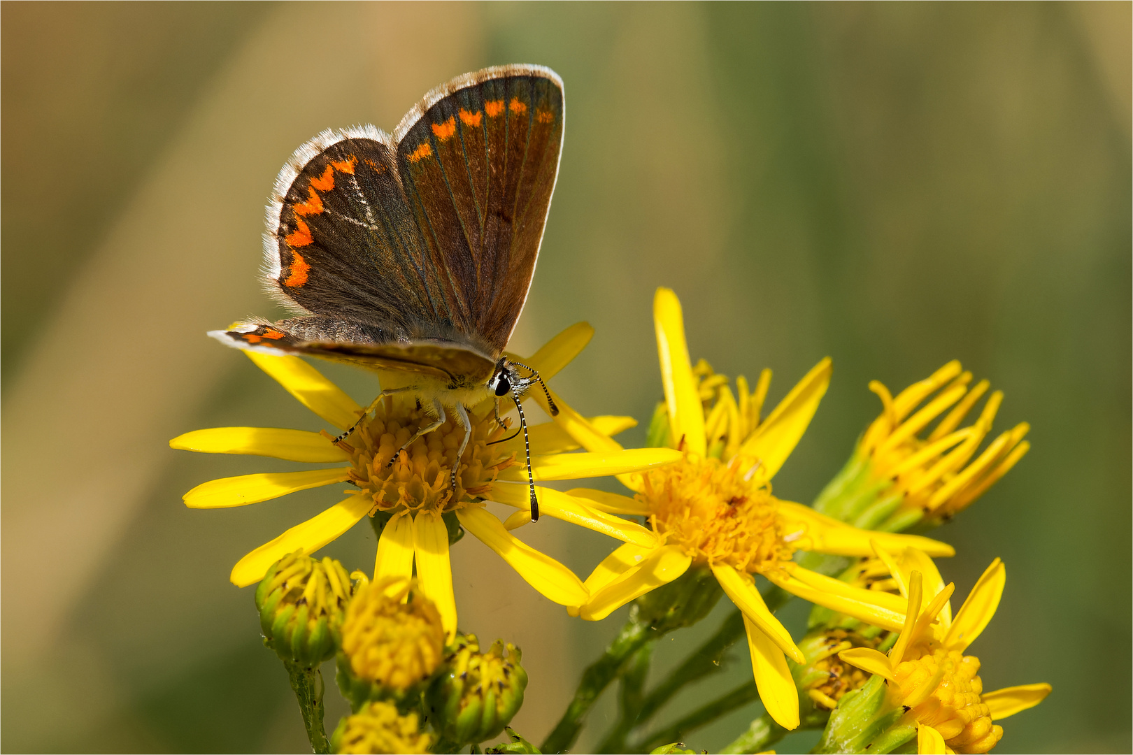 Dunkelbrauner Bläuling - Aricia agestis - ..... 2