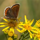 Dunkelbrauner Bläuling - Aricia agestis - ..... 2