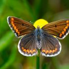 Dunkelbrauner Bläuling (Aricia agestis)