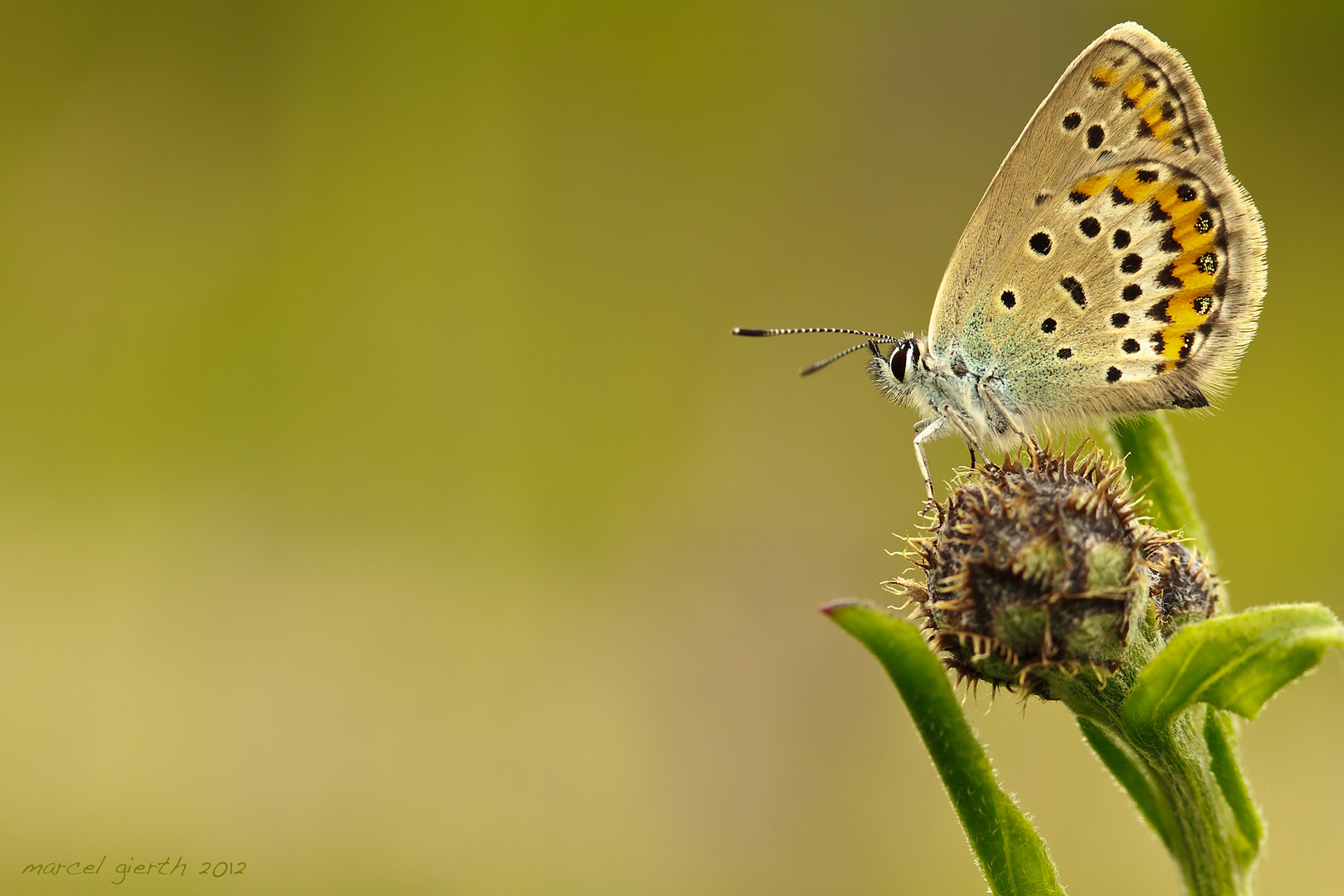 Dunkelbrauner Bläuling - Aricia agestis