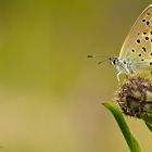 Dunkelbrauner Bläuling - Aricia agestis