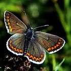 Dunkelbrauner Bläuling (Aricia agestis)