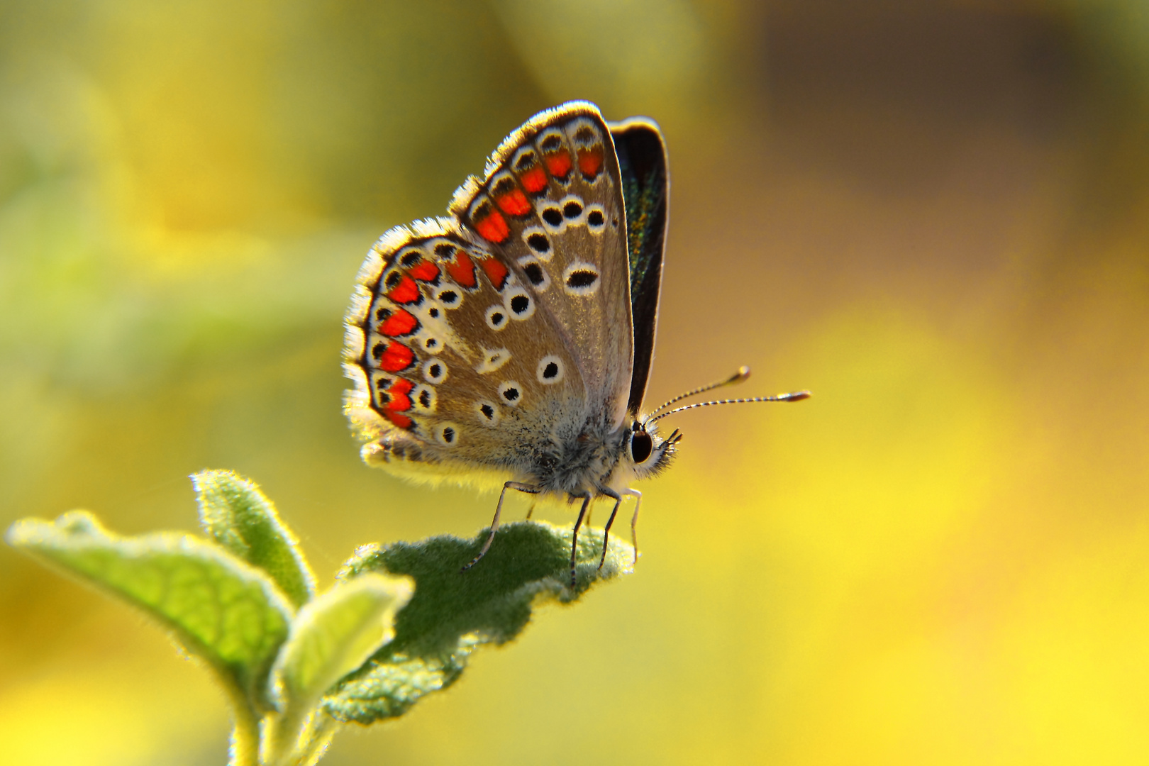 Dunkelbrauner Bläuling (Aricia agestis)