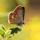 Dunkelbrauner Bläuling (Aricia agestis)