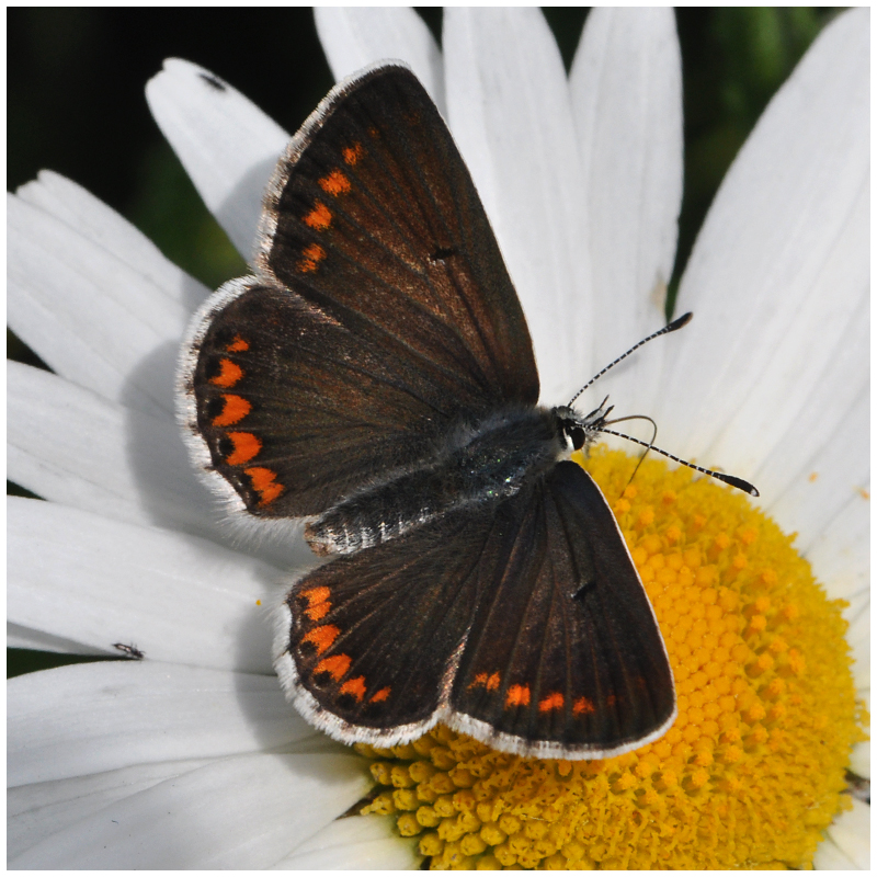 Dunkelbrauner Bläuling - Aricia agestis