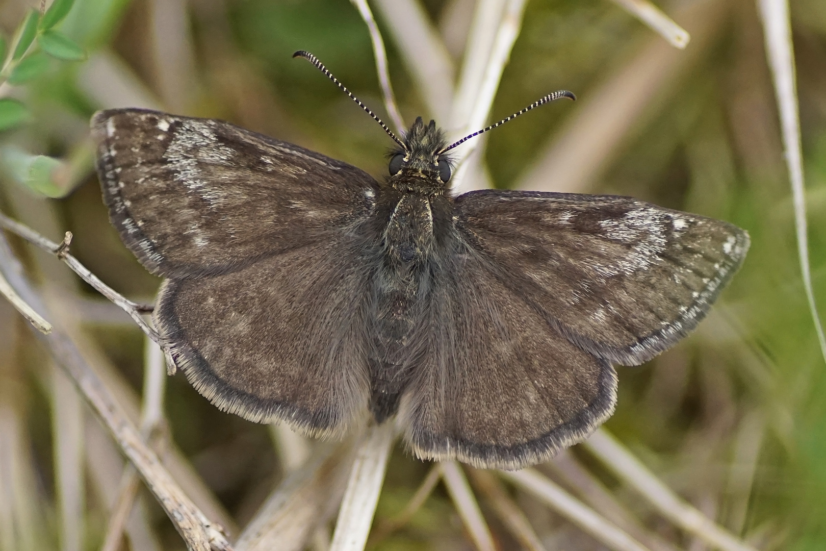 Dunkelbrauner-oder Leguminosen-Dickkopffalter (Erynnis tages)