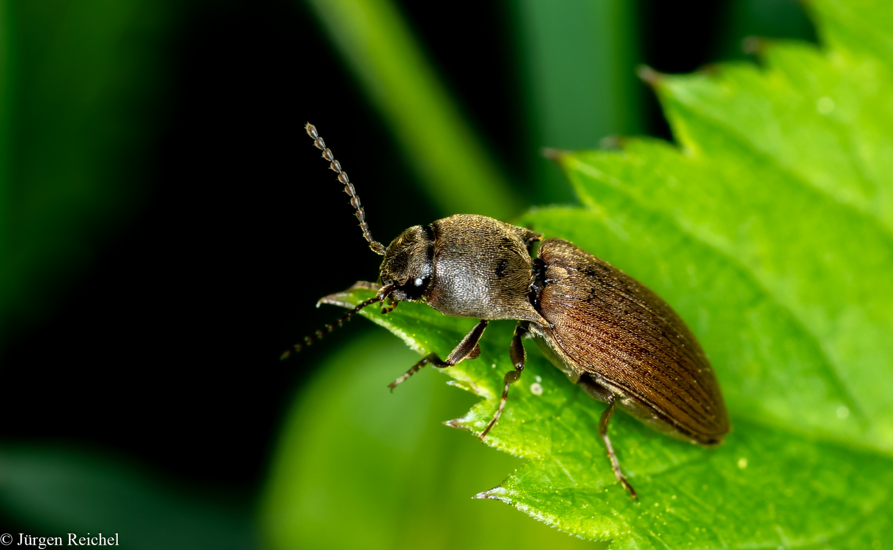 Dunkelbrauner Schnellkäfer (Agriotes obscurus) 