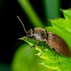 Dunkelbrauner Schnellkäfer (Agriotes obscurus) 