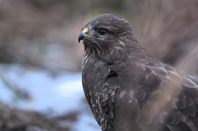 Dunkeler Mäusebussard