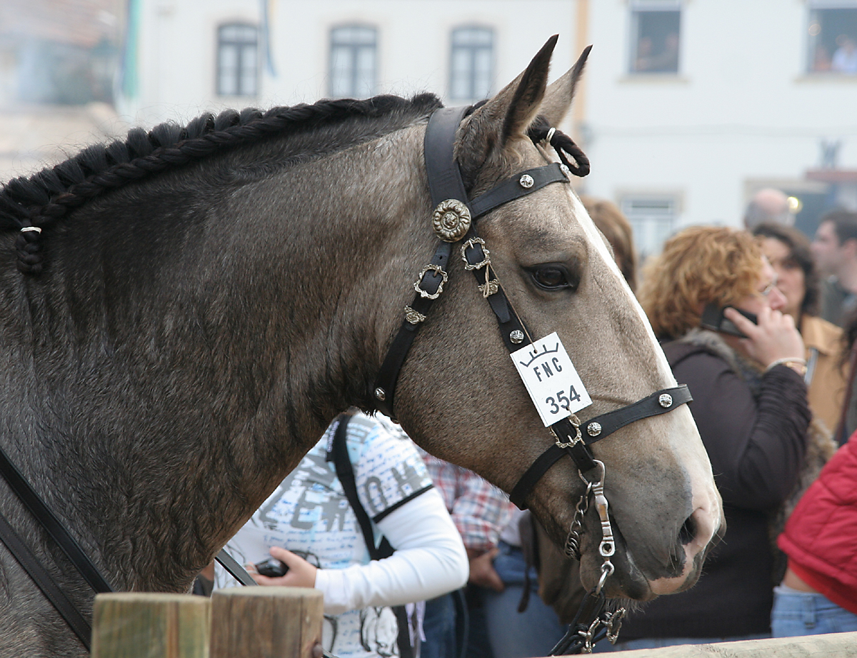 dunkelfalber Lusitanohengst