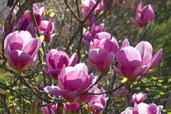 Dunkelfarbige Magnolien