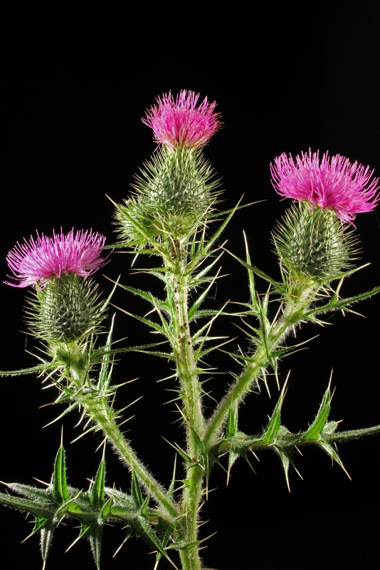 Dunkelfeld Distel