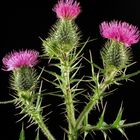 Dunkelfeld Distel