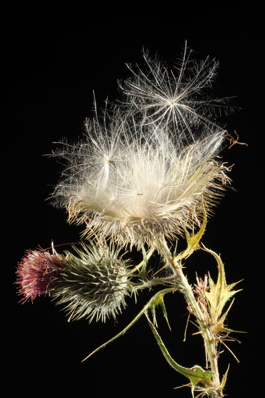 Dunkelfeld Distel mit Samenstand