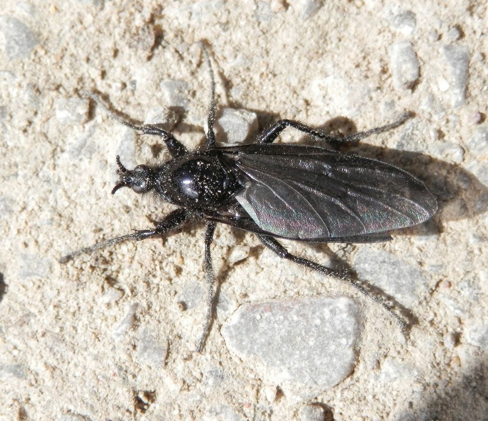  Dunkelflügelige Haarmücke (Dilophus febrilis)