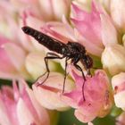 Dunkelflügelige Haarmücke (Dilophus febrilis) - Männchen von der Seite