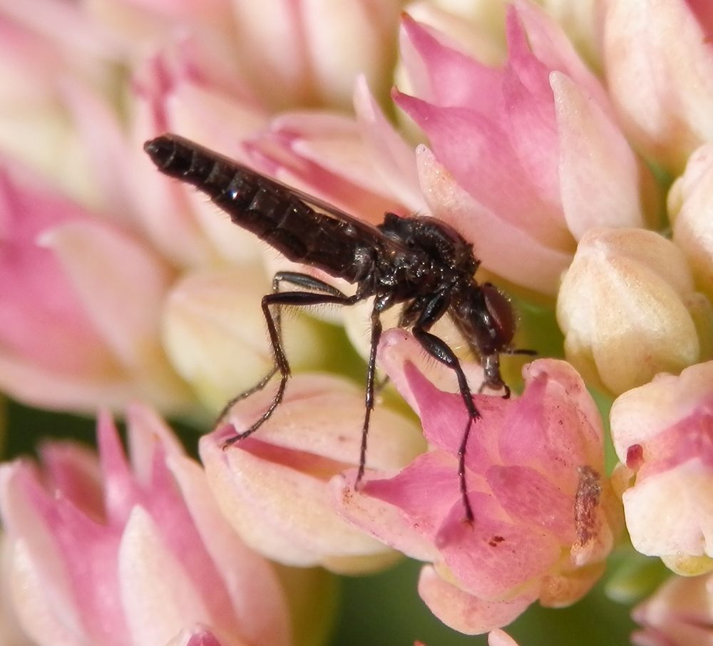 Dunkelflügelige Haarmücke (Dilophus febrilis) - Männchen von der Seite