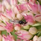 Dunkelflügelige Haarmücke (Dilophus febrilis) - Männchen von oben