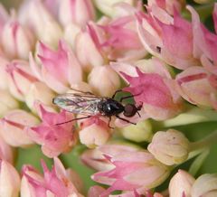 Dunkelflügelige Haarmücke (Dilophus febrilis) - Männchen von oben