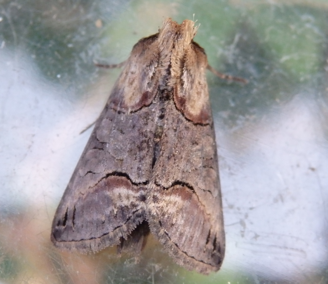 Dunkelgraue Nessel-Höckereule (Abrostola triplasia)