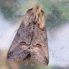 Dunkelgraue Nessel-Höckereule (Abrostola triplasia)