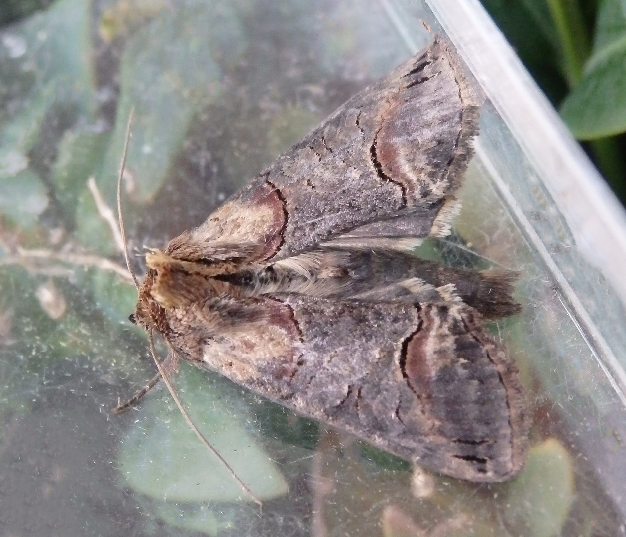 Dunkelgraue Nessel-Höckereule (Abrostola triplasia)