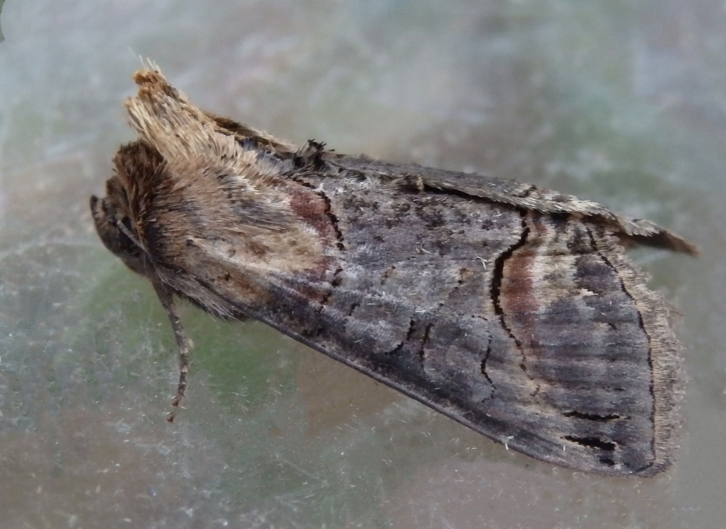 Dunkelgraue Nessel-Höckereule (Abrostola triplasia)