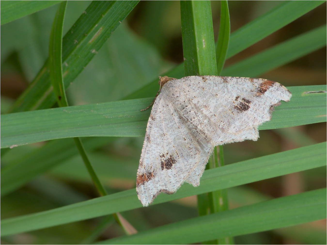 Dunkelgrauer Eckflügelspanner (Macaria alternata)