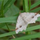 Dunkelgrauer Eckflügelspanner (Macaria alternata)