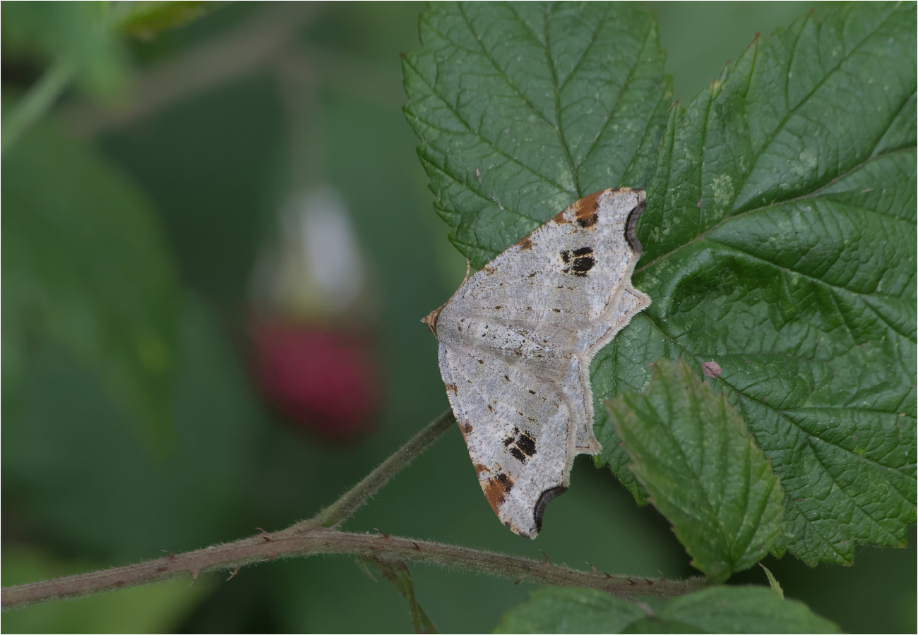 Dunkelgrauer Eckflügelspanner (Macaria alternata)