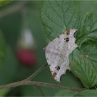 Dunkelgrauer Eckflügelspanner (Macaria alternata)