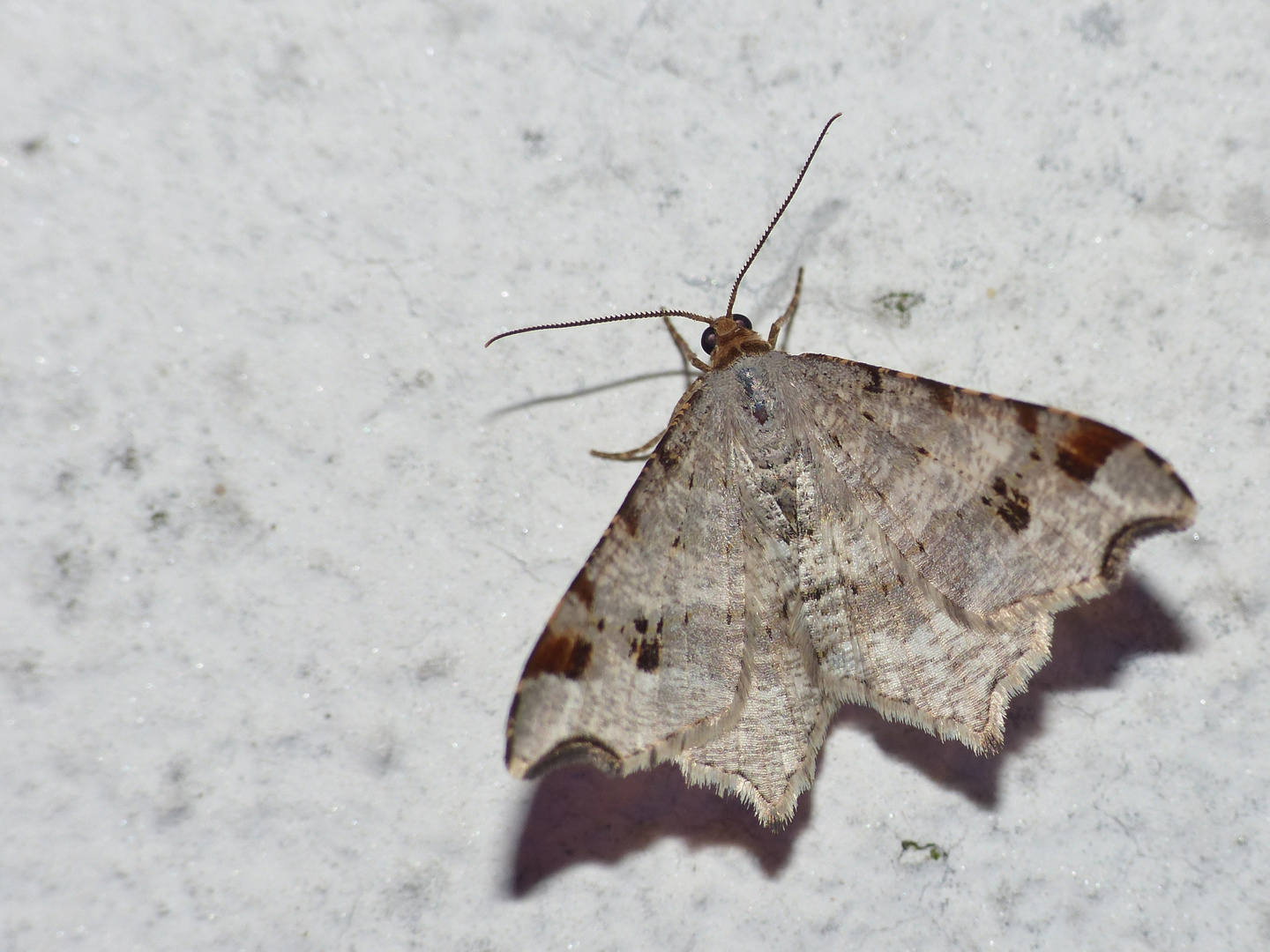 Dunkelgrauer Eckflügelspanner(Macaria alternata)