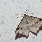 Dunkelgrauer Eckflügelspanner(Macaria alternata)