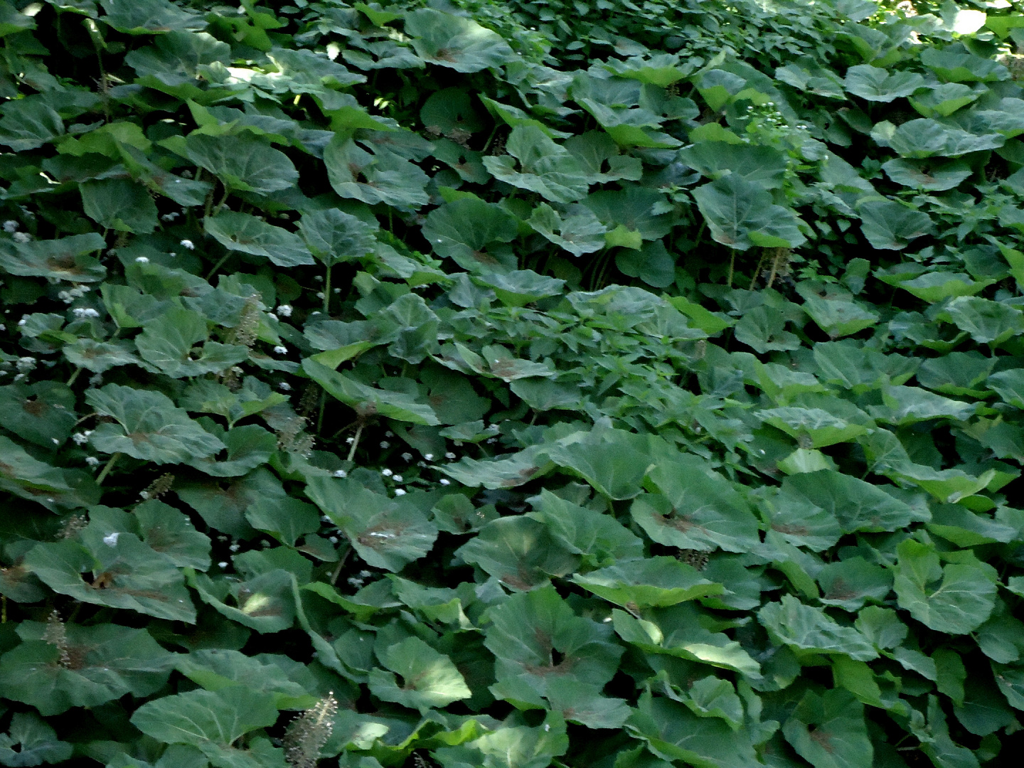 Dunkelgrüner Blätterteppich