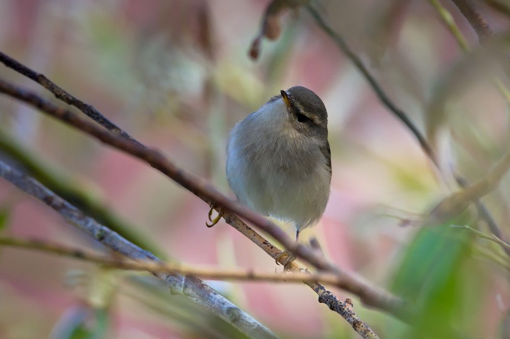 Dunkellaubsänger, Dusky Warbler, Helgoland 10.2018