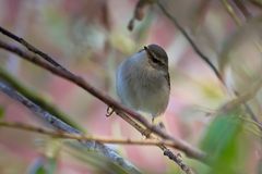 Dunkellaubsänger, Dusky Warbler, Helgoland 10.2018