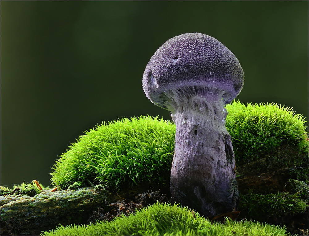 Dunkellila Schleierling (Cortinarius violaceus)