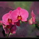   Dunkelrose   Orquidee ,   Phalaenopsis