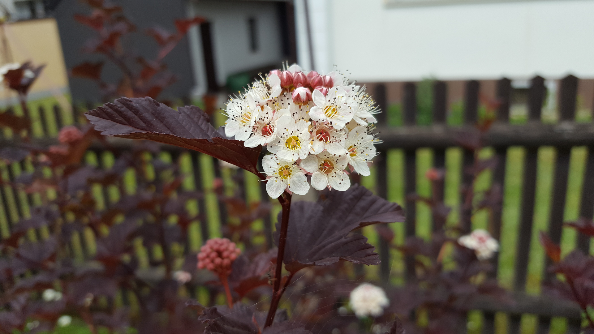 Dunkelrote Blasenspiere 'Diabolo'