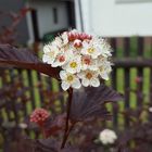 Dunkelrote Blasenspiere 'Diabolo'