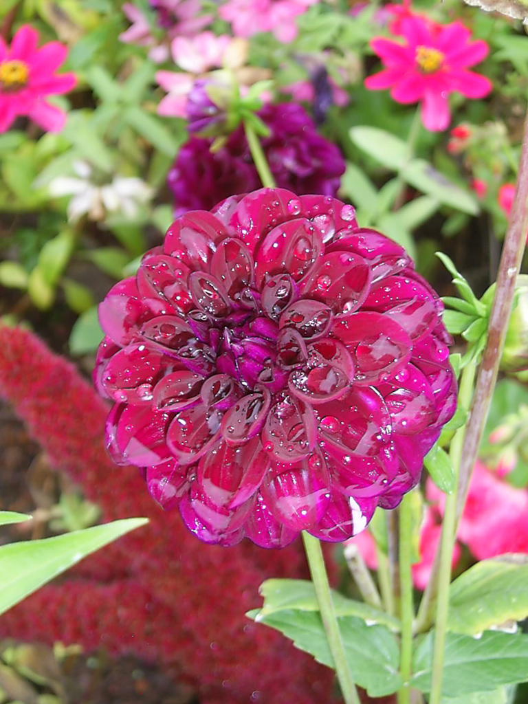 dunkelrote Blüte mit Wassertropfen